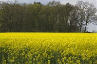 Brandenburg-Schwante-20140422-131.jpg