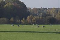Brandenburg-Schwante-20141102-12.jpg