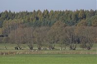 Brandenburg-Schwante-20141102-15.jpg