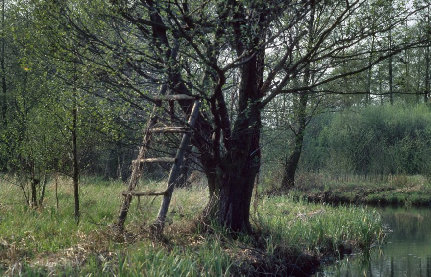 Brandenburg. Spreewald. Leiter an einem Baum
April 1994. Brandenburg. Spreewald. Leiter an einem Baum
Schlüsselwörter: Brandenburg;Deutschland;Germany;Leiter;Lübbenau;1994;Spreewald