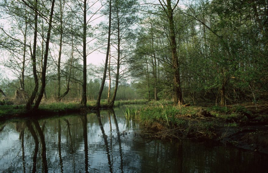 Brandenburg. Spreewald. Fließe bei Lübbenau.
April 1994. Brandenburg. Spreewald. Fließe bei Lübbenau.
Schlüsselwörter: Brandenburg;Deutschland;Fließe;Germany;Lübbenau;1994;Spreewald