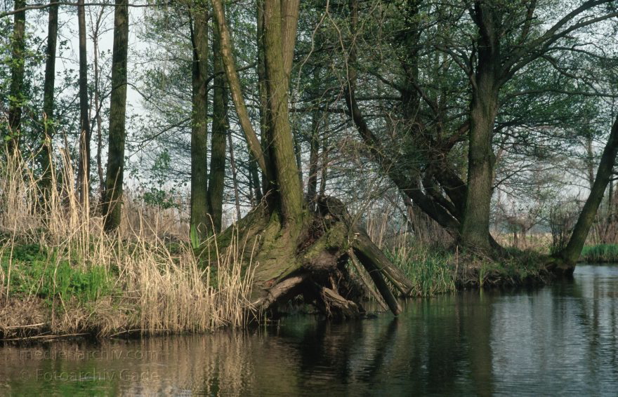 Brandenburg. Spreewald. Fließe bei Lübbenau.
April 1994. Brandenburg. Spreewald. Fließe bei Lübbenau.
Schlüsselwörter: Brandenburg;Deutschland;Fließe;Germany;Lübbenau;1994;Spreewald