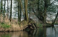 Brandenburg-Spreewald-199404-132.jpg