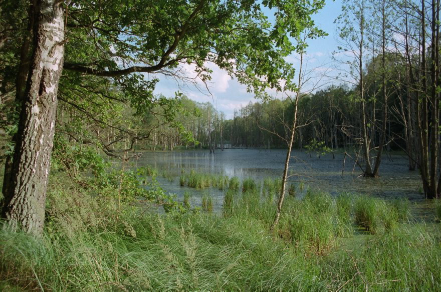 Brandenburg. Uckermark. Tangersdorf. Wald.
13. 7. 2001. Brandenburg. Uckermark. Tangersdorf. Wald. Gestautes Gewässer durch Biberdamm.
Schlüsselwörter: Brandenburg;Deutschland;Germany;Tangersdorf;Uckermark;2001;Wald