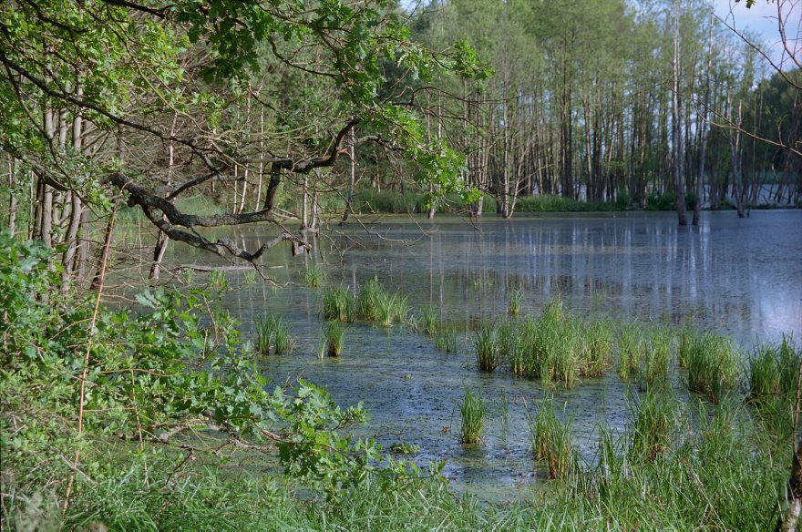 Brandenburg. Uckermark. Tangersdorf. Wald.
13. 7. 2001. Brandenburg. Uckermark. Tangersdorf. Wald. Gestautes Gewässer durch Biberdamm.
Schlüsselwörter: Brandenburg;Deutschland;Germany;Tangersdorf;Uckermark;2001;Wald