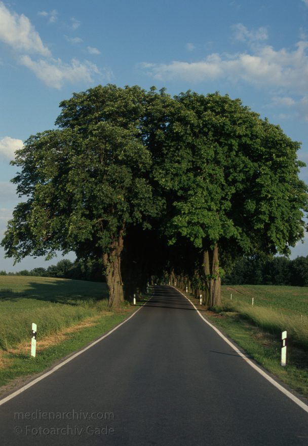 Brandenburger Landstraße. Allee mit Kastanienbäumen.
Juni 1998. Brandenburger Landstraße. Allee mit Kastanienbäumen. Uckermark
Schlüsselwörter: Allee;Baum;Brandenburg;Bäume;Straße;1998;Uckermark