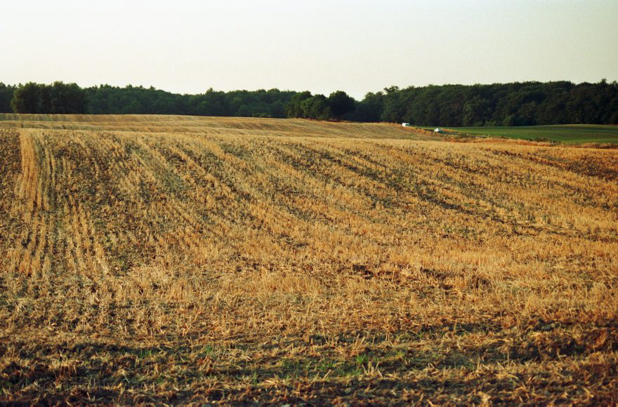 Brandenburg. Uckermark. Getreidefeld. Landwirtschaft
August 1999. Brandenburg. Landwirtschaft.
Schlüsselwörter: Acker;Brandenburg;Deutschland;Germany;Getreide;Landwirtschaft;1999;Uckermark