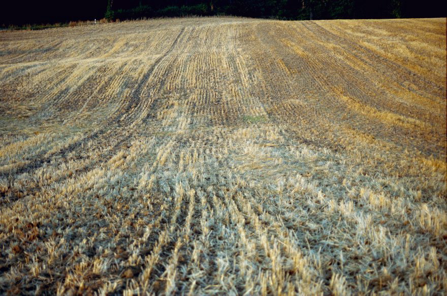 Brandenburg. Landschaft. Landwirtschaft. Felder. Getreide
August 1999. Brandenburg. Landschaft. Landwirtschaft. Felder. Getreide. Stoppelfeld
Schlüsselwörter: Brandenburg;Deutschland;Felder;Germany;Getreidefeld;Landschaft;Landwirtschaft;1999;Uckermark