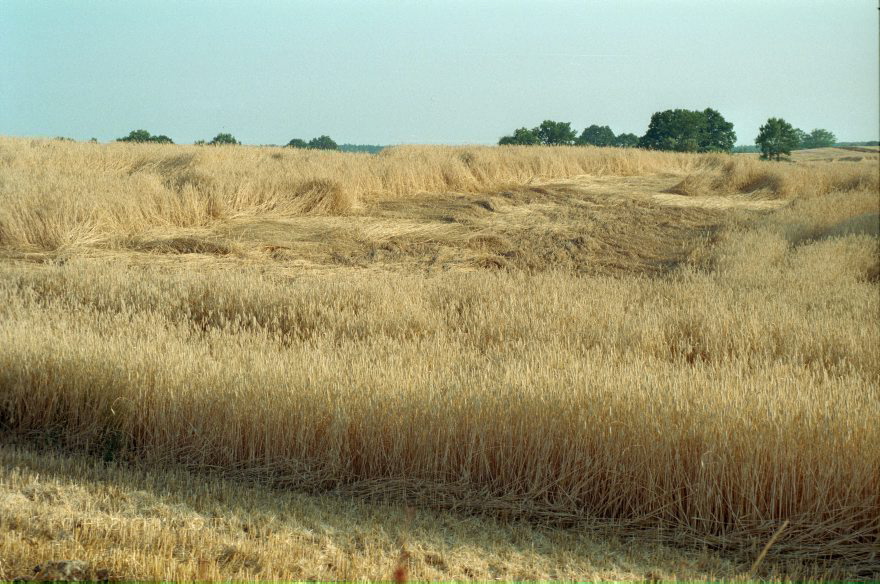 Brandenburg. Landschaft. Landwirtschaft. Felder. Getreide
August 1999. Brandenburg. Landschaft. Landwirtschaft. Felder. Getreide
Schlüsselwörter: Brandenburg;Deutschland;Felder;Germany;Getreidefeld;Landschaft;Landwirtschaft;1999;Uckermark
