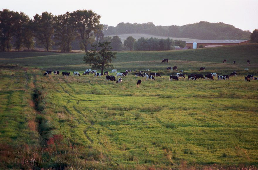 Bradenburg. Uckermark. Landwirtschaft. Weide mit Kühen. Rindern
September 1999. Brandenburg. Uckermark. Landwirtschaft. Viehzucht. Kühe auf der Wiese. Rinder
Schlüsselwörter: Brandenburg;Deutschland;Germany;Kuh;Kühe;Landwirtschaft;Rind;Rinder;Uckermark;Viehzucht;1999;Weide