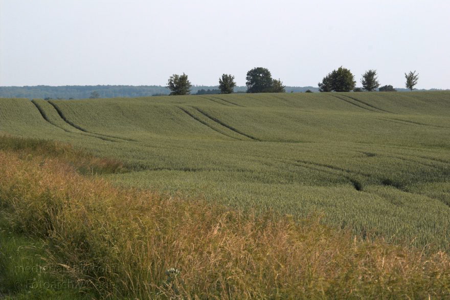 Brandenburg. Uckermark.
25. 6. 2006. Brandenburg. Uckermark. Getreidfeld. Landwirtschaft
Schlüsselwörter: Brandenburg;Deutschland;Germany;2006;Uckermark
