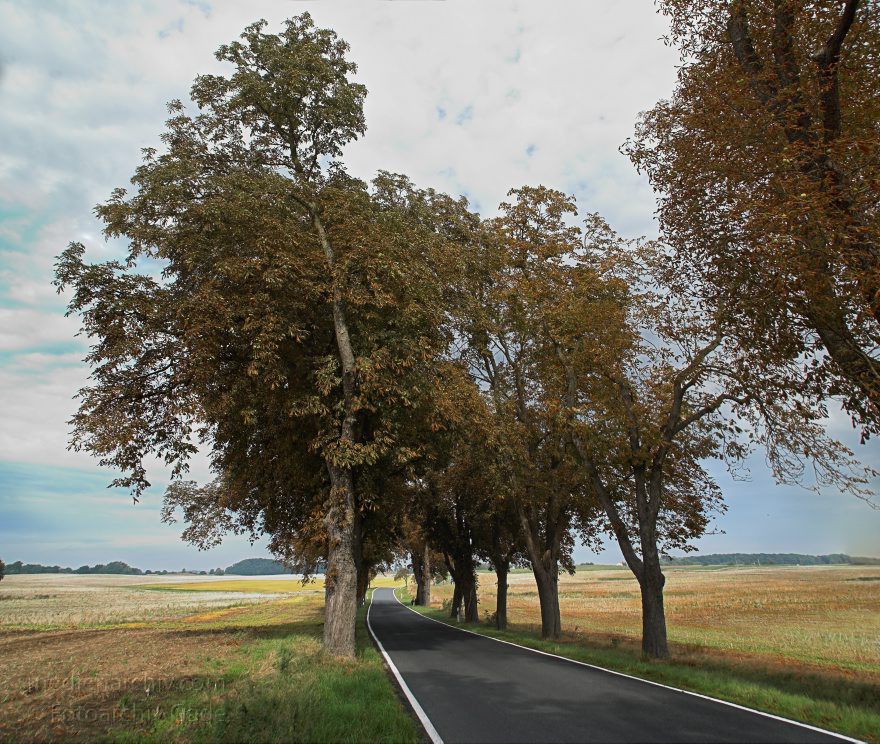 Allee mit Kastanienbäumen
6. 9. 2008. Brandenburg. Uckermark. Allee mit Kastanienbäumen. Die Blätter sind vorzeitig braun und trocken durch Schädlingsbefall. Von Miniermotte befallene Kastanie.
Schlüsselwörter: Allee;Baum;Brandenburg;Bäume;Kastanien;Miniermottten;Straße;2008;Uckermark