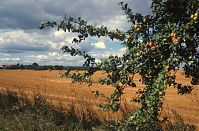 Brandenburg-Uckermark-199608-100.jpg
