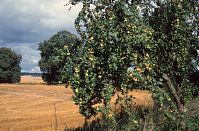 Brandenburg-Uckermark-199608-102.jpg