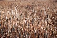Brandenburg-Uckermark-199909-020.jpg