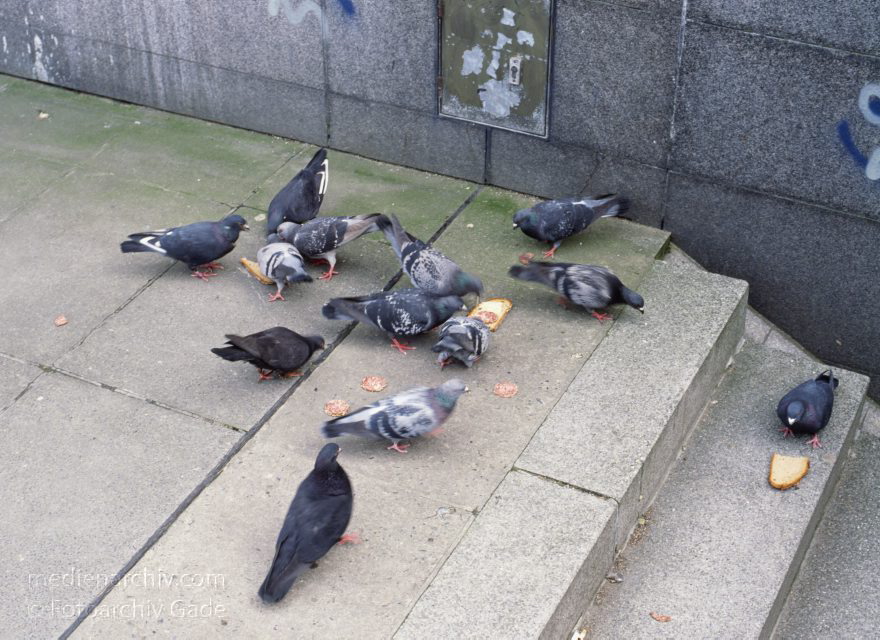 Hamburg. Tauben fressen Brot.
April 1992. Deutschland. Hamburg. Tauben fressen Brot auf einer Treppe an der Binnenalster. Vogel. Vögel.
Schlüsselwörter: Deutschland;Germany;Hamburg;Tauben;1992;Vogel