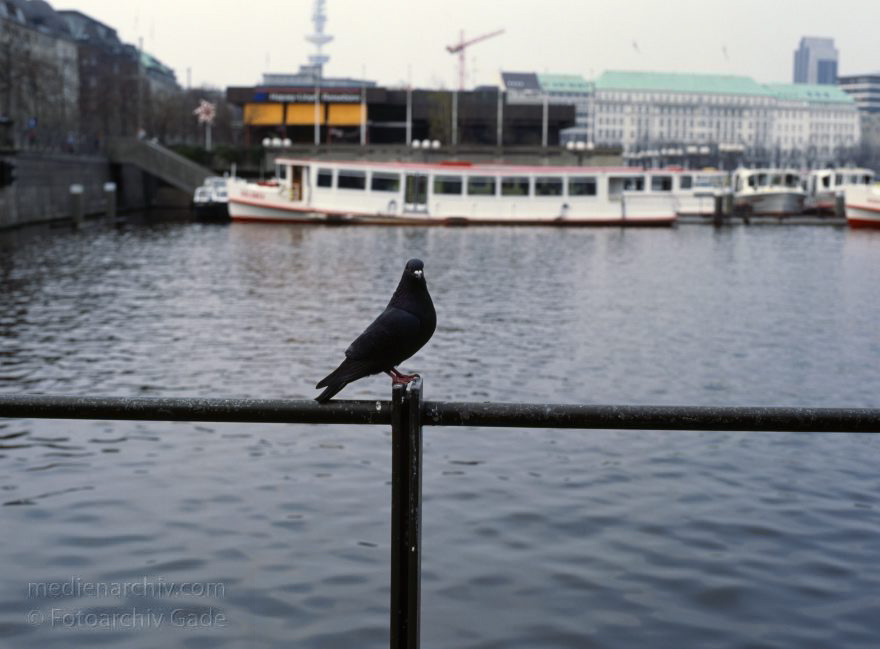 Hamburg. Binnenalster. Taube Vogel
April 1992. Deutschland. Freie und Hansestadt Hamburg. Binnenalster. Alsterdampfer. Dampfer. Schiff. Vogel auf einem Geländer. Taube. Hintergrund: Jungfernstieg
Schlüsselwörter: Ausflugsdampfer;Binnenalster;Dampfer;Deutschland;Fahrgastschiffe;Germany;Hamburg;Jungfernstieg;Schiff;Taube;1992;Vogel