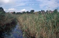Mecklenburg-Vorpommern-Fs-Carwitz-Schilf-199509-410.jpg
