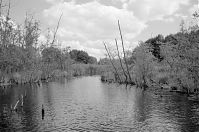Mecklenburg-Vorpommern-Fs-Carwitz-Schilf-199609-181.jpg