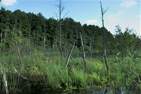 Mecklenburg-Vorpommern-Fs-Carwitz-Schilf-20100707-35a.jpg