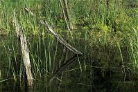 Mecklenburg-Vorpommern-Fs-Carwitz-Schilf-20100707-36.jpg