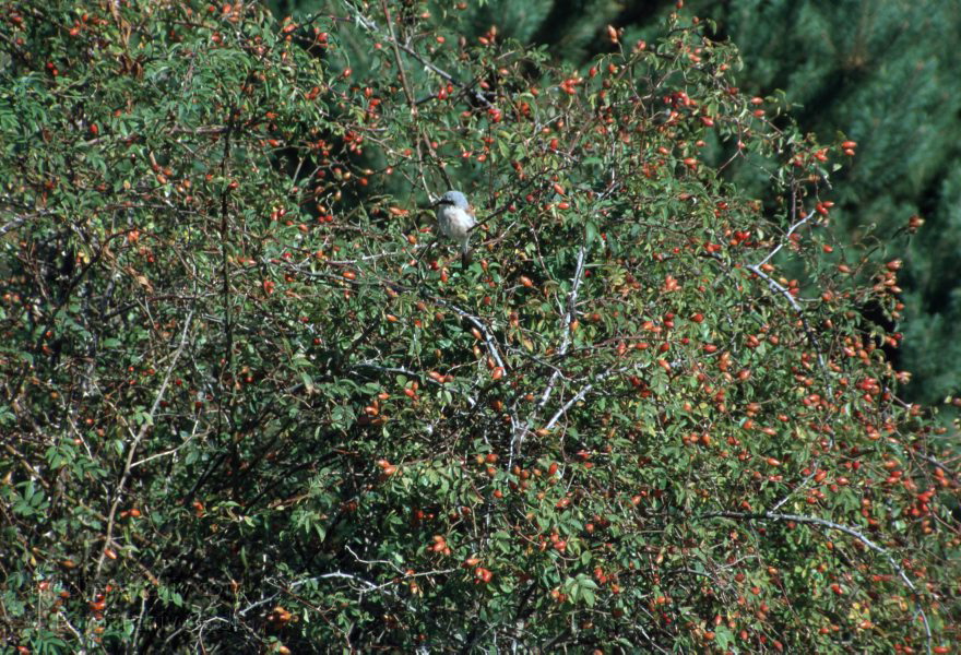 Feldberger Seenlandschaft. Carwitz.
2003. Mecklenburg-Vorpommern. Feldberger Seenlandschaft. Carwitz. Vogel im Hagebuttenstrauch. Bohnenwerder.
Schlüsselwörter: Carwitz;Deutschland;Felberger Seen;Feldberger Seenlandschaft;Germany;Hagebutten;2003;Mecklenburg-Vorpommern
