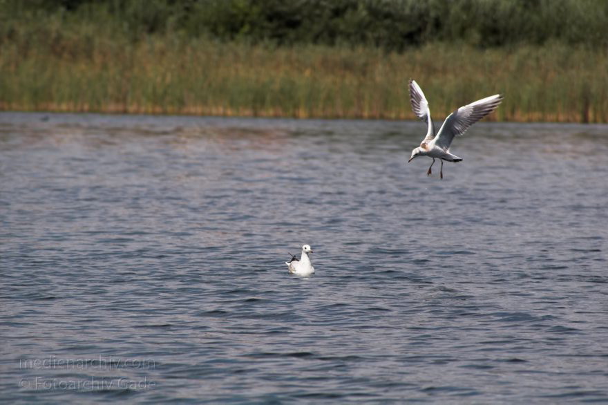 Feldberger Seenlandschaft. Dreetzsee
17. 8. 2006. Mecklenburg-Vorpommern. Feldberger Seenlandschaft. Dreetzsee. Möven.
Schlüsselwörter: Carwitz;Deutschland;Dreetzsee;Fauna;Feldberger Seenlandschaft;Germany;Mecklenburg-Vorpommern;Möven;Tiere;2006;Vögel