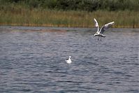 Dateiname=Mecklenburg-Vorpommern-Fs-Dreetzsee-20060816-43.jpg
Dateigröße=156KB
Abmessungen: 880x586
hinzugefügt am: 02. Januar 2016 Mecklenburg-Vorpommern-Fs-Dreetzsee-20060816-43.jpg