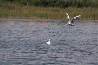 Mecklenburg-Vorpommern-Fs-Dreetzsee-20060816-43.jpg