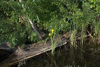 Dateiname=Mecklenburg-Vorpommern-Fs-Dreetzsee-20080602-19.jpg
Dateigröße=376KB
Abmessungen: 880x592
hinzugefügt am: 02. Januar 2016 Mecklenburg-Vorpommern-Fs-Dreetzsee-20080602-19.jpg