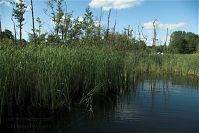 Mecklenburg-Vorpommern-Fs-Dreetzsee-20100707-42.jpg