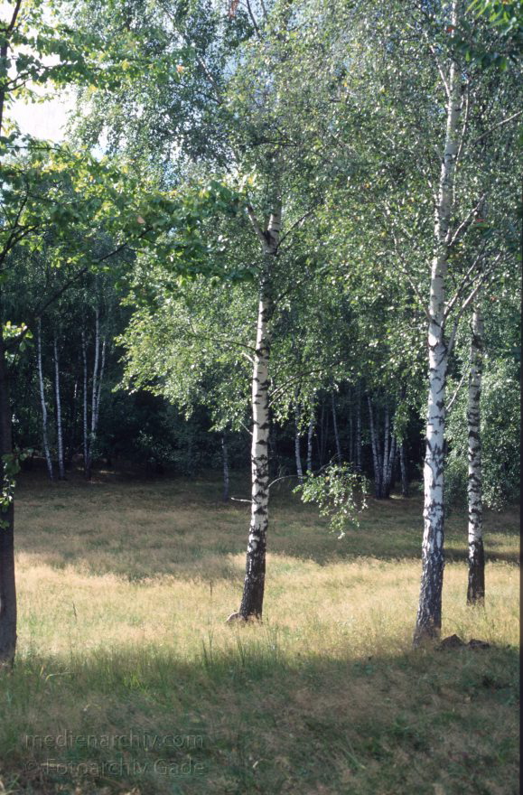 Feldberger Seenlandschaft. Hullerbusch
1993. Mecklenburg-Vorpommern. Feldberger Seenlandschaft. Carwitz. Hullerbusch. Birken am Waldrand
Schlüsselwörter: Baum;Birken;Carwitz;Deutschland;Feldberger Seenlandschaft;Flora;Germany;Hullerbusch;Mecklenburg-Vorpommern;Wald;1996;Waldrand