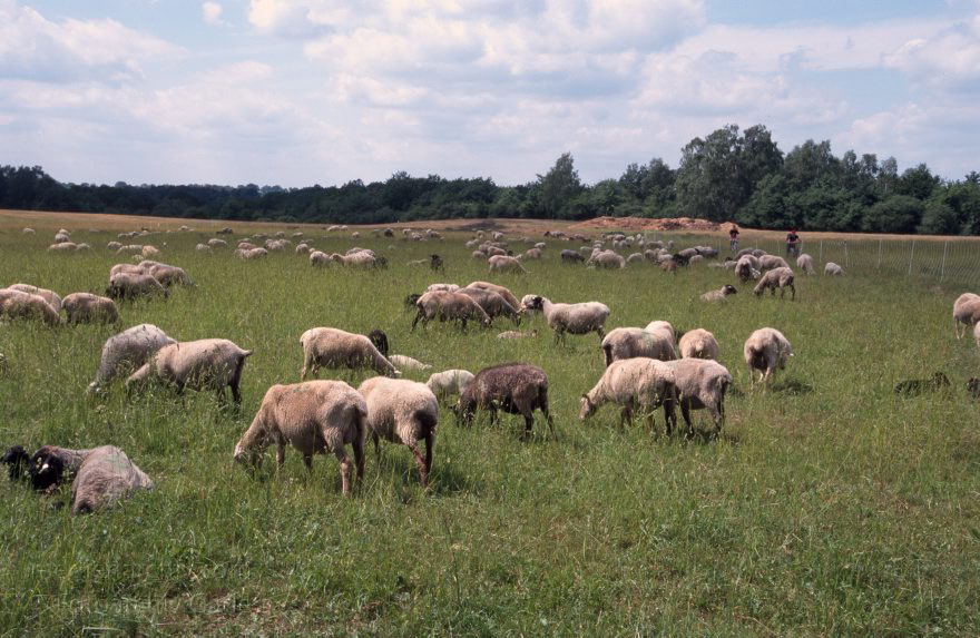 Schafe auf der Weide. Hullerbusch bei Carwitz
Juni 2003. Mecklenburg-Vorpommern. Feldberger Seen. Gebiet. Bei Carwitz. Schafe auf einer Weide. Hullerbusch. Viehzucht. Schafzucht.
Schlüsselwörter: Carwitz;Deutschland;Feldberger Seen;Feldberger Seenlandschaft;Germany;Hullerbusch;Mecklenburg-Vorpommern;Schafe;Schafzucht;2003;Weide
