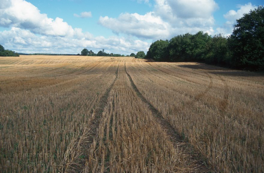 Feld Feldberger Seenlandschaft Thomsdorf Carwitz
1995. Brandenburg. Feldberger Seenlandschaft. Feld bei Thomsdorf. Landwirtschaft
Schlüsselwörter: Brandenburg;Deutschland;Feld;Feldberger Seenlandschaft;Germany;Landwirtschaft;2004;Thomsdorf