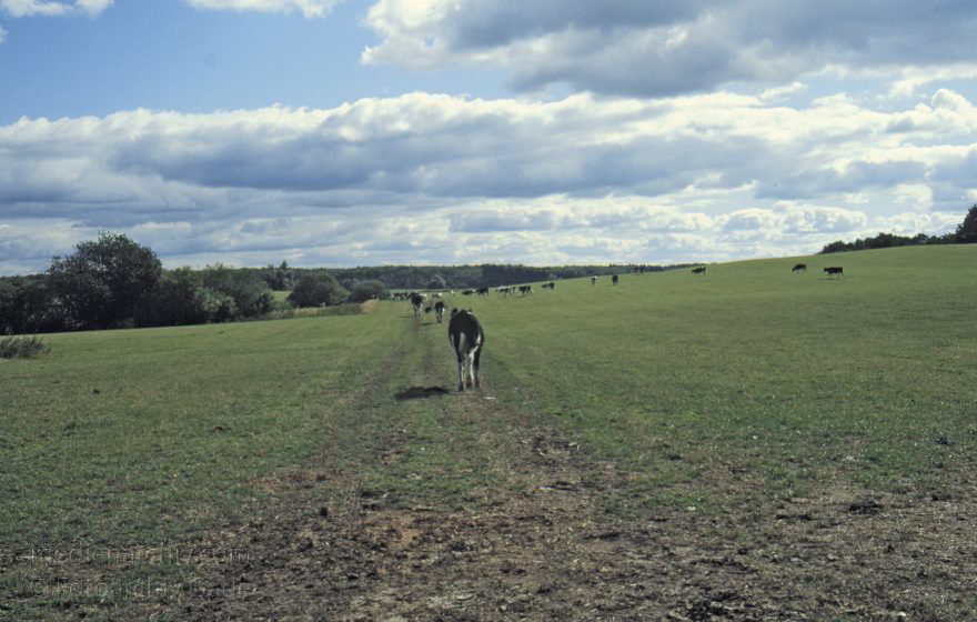 Brandenburg. Landschaft südlich der Feldberger Seenlandschaft. Kuh auf der Weide.
August 1996. 1996. Brandenburg. Landschaft südlich der Feldberger Seenlandschaft. Kuh auf der Weide. Rinder. Viehwirtschaft
Schlüsselwörter: Brandenburg;Deutschland;Feldberger Seenlandschaft;Germany;Kuh;Landwirtschaft;Rinder;Viehwirtschaft;1996;Weide