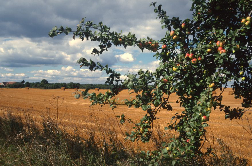 Brandenburg. Landschaft südlich der Feldberger Seenlandschaft. Apfelbaum am Feldrand
August 1996. Brandenburg. Landschaft südlich der Feldberger Seenlandschaft. Apfelbaum am Feldrand
Schlüsselwörter: Apfelbaum;Brandenburg;Deutschland;Feld;Feldberger Seenlandschaft;1996;Germany