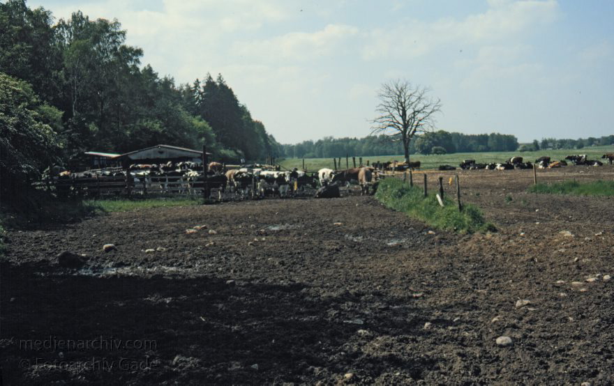 Feldberger Seenlandschaft. Weide mit Rindern. Viehwirtschaft. Landwirtschaft
1995. Mecklenburg-Vorpommern. Feldberger Seenlandschaft. Weide mit Rindern beim Rosenhof. Viehwirtschaft. Landwirtschaft
Schlüsselwörter: Deutschland;Feldberger Seenlandschaft;Germany;Kuh;Kühe;Landwirtschaft;Mecklenburg-Vorpommern;Rinder;Viehwirtschaft;1995;Weider