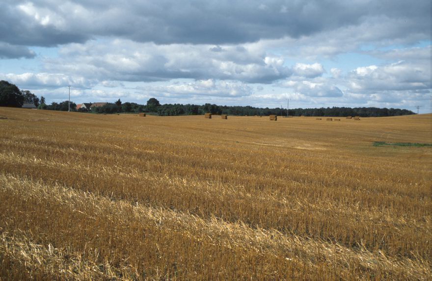 Feldberger Seenlandschaft. Felder bei Carwitz
August 1996. Mecklenburg-Vorpommern. Feldberger Seenlandschaft. Felder bei Carwitz. Landwirtschaft
Schlüsselwörter: Carwitz;Deutschland;Feld;Feldberger Seenlandschaft;Felder;Germany;Landwirtschaft;Mecklenburg-Vorpommern;1996;Wiesen