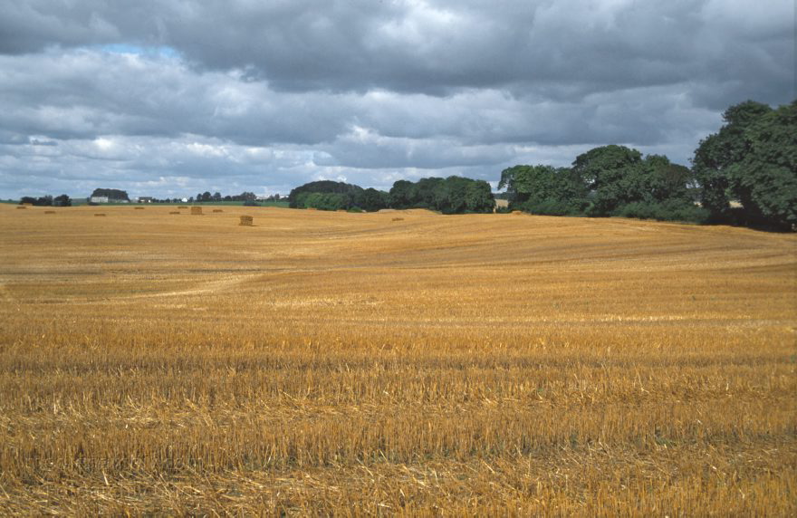 Feldberger Seenlandschaft. Felder bei Carwitz
August 1996. Mecklenburg-Vorpommern. Feldberger Seenlandschaft. Felder bei Carwitz. Landwirtschaft
Schlüsselwörter: Carwitz;Deutschland;Feld;Feldberger Seenlandschaft;Felder;Germany;Landwirtschaft;Mecklenburg-Vorpommern;1996;Wiesen