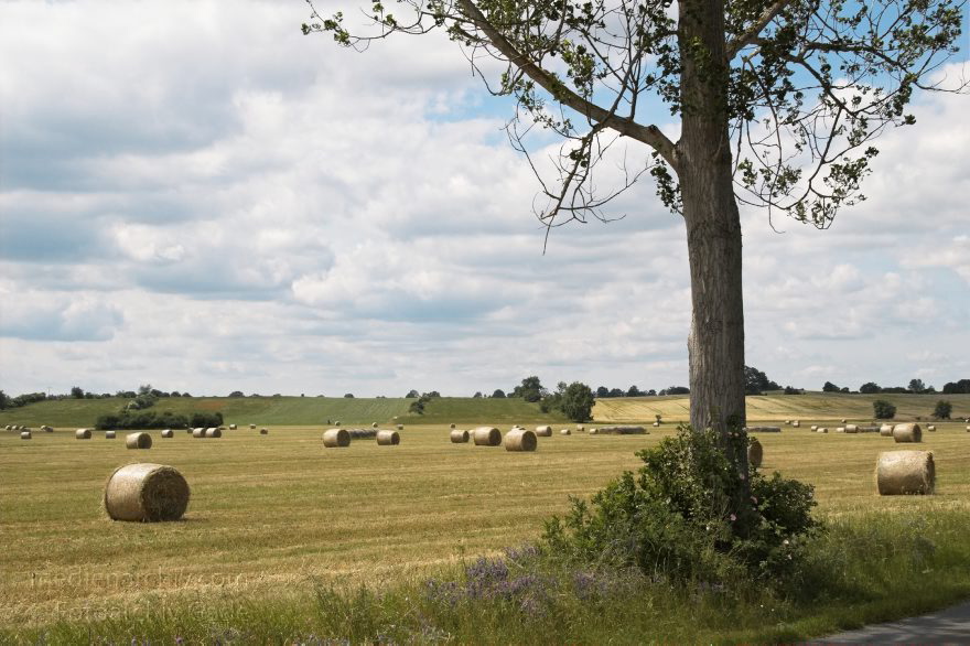 Heuballen auf einem Feld bei Carwitz.
22. Juni 2005. Mecklenburg-Vorpommern. Heuballen auf einem Feld bei Carwitz. Heurollen.
Schlüsselwörter: Carwitz;Deutschland;Feld;Feldberger Seenlandschaft;Germany;Heuballen;2005;Mecklenburg-Vorpommern
