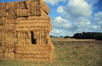 Dateiname=Brandenburg-Uckermark-Felder-1995-38.jpg
Dateigröße=297KB
Abmessungen: 880x573
hinzugefügt am: 02. Januar 2016 Brandenburg-Uckermark-Felder-1995-38.jpg