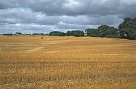 Dateiname=Mecklenburg-Vorpommern-Fs-Felder-199608-042.jpg
Dateigröße=215KB
Abmessungen: 880x572
hinzugefügt am: 02. Januar 2016 Mecklenburg-Vorpommern-Fs-Felder-199608-042.jpg