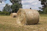 Mecklenburg-Vorpommern-Fs-Heu-20050620-41.jpg