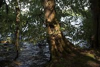 Dateiname=Mecklenburg-Vorpommern-Fs-Wald-20080604-109.jpg
Dateigröße=334KB
Abmessungen: 880x592
hinzugefügt am: 02. Januar 2016 Mecklenburg-Vorpommern-Fs-Wald-20080604-109.jpg