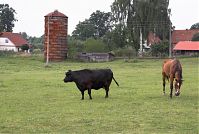 Mecklenburg-Vorpommern-Fs-Neuhof-20080806-43.jpg