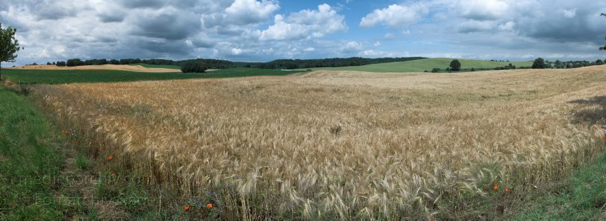Brandenburg. Funkenhagen. Getreidefeld
Feldberger Seenlandschaft. Brandenburg. Funkenhagen. Getreidefeld. Landwirtschaft
Schlüsselwörter: Brandenburg;Feld;Feldberger Seenlandschaft;Funkenhagen;Getreide;Landwirtschaft;2010;Panorama