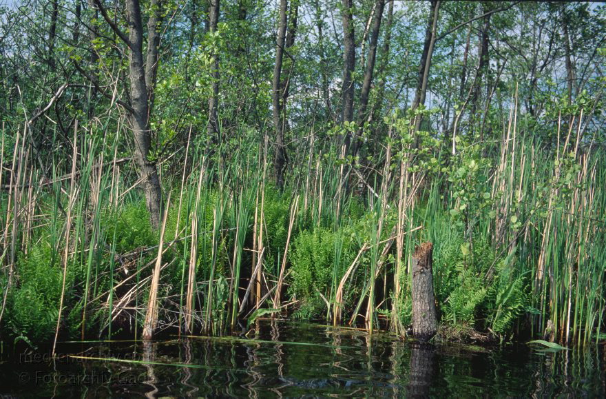 Feldberger Seenlandschaft. Carwitz
Mai 1995. Mecklenburg-Vorpommern. Feldberger Seenlandschaft. Carwitz.
Schlüsselwörter: Carwitz;Deutschland;Fauna;Feldberger Seen;Feldberger Seenlandschaft;Flora;Germany;1995;Mecklenburg-Vorpommern