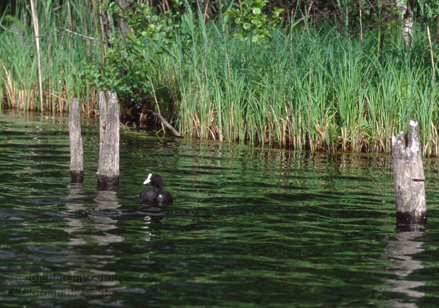 Feldberger Seenlandschaft. Carwitz
Mai 1995. Mecklenburg-Vorpommern. Feldberger Seenlandschaft. Carwitz. Bleßhuhn. Blesshuhn
Schlüsselwörter: Blesshuhn;Bleßhuhn;Carwitz;Deutschland;Fauna;Feldberger Seen;Feldberger Seenlandschaft;Flora;Germany;Mecklenburg-Vorpommern;1995;Schilf
