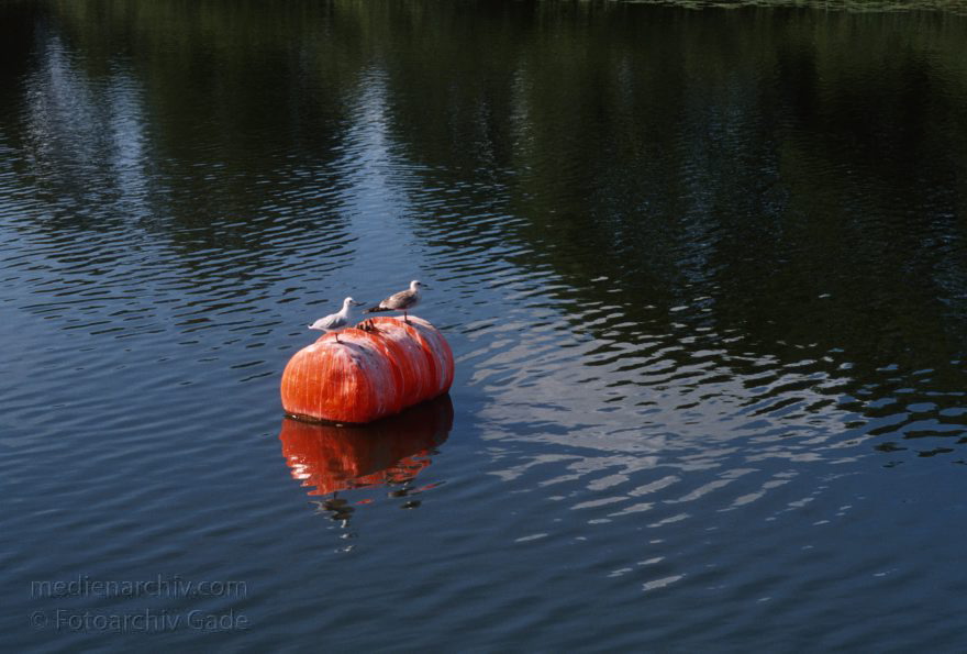 Auf dem Wasser von Röbel nach Rheinsberg
30. 8. 1994. Dampferfahrt von Röbel nach Rheinsberg. Möwen auf einer roten Boje
Schlüsselwörter: Boje;Deutschland;Germany;Mecklenburg-Vorpommern;Mecklenburg-Western Pomerania;Meckpom;Meckpomm;Mekelnborg-Vörpommern;Möwen;Vogel;1994;Vögel