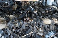 Mecklenburg-Vorpommern-Ruegen-Lome-20090925-056.jpg